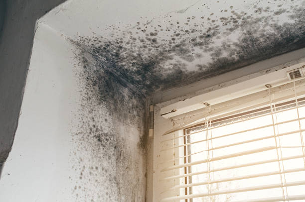 Affordable Attic Mold Remediation solutions in Oxford, NC